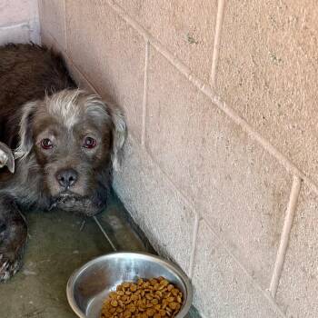Daffy -  Pit Bull Terrier Dog for Adoption in Yuma, Arizona - Daffy | PetCurious