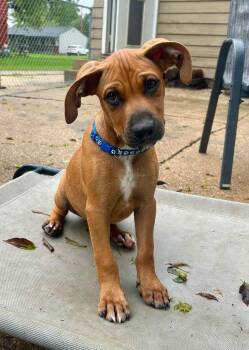 Mountain River -  Mixed Breed Dog for Adoption in Clinton, Wisconsin - Mountain River | PetCurious
