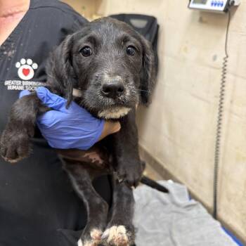 Pit Bull Terrier Dogs Available for Adoption in Birmingham, Alabama - Paisley | PetCurious