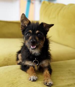 Lou -  Terrier Dog for Adoption in Pasadena, California - Lou | PetCurious