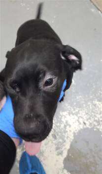 Pit Bull Terrier and Labrador Retriever Dogs Available for Adoption in Vancouver, Washington - Lady | PetCurious