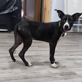 MIDNIGHT -  Mixed Breed Dog for Adoption in Chicopee, Massachusetts - MIDNIGHT | PetCurious