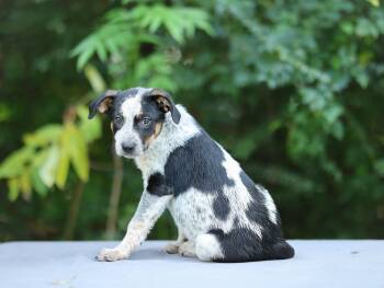 Fisher -  Australian Cattle Dog Blue Heeler Dog for Adoption in Lucedale, Mississippi - Fisher | PetCurious