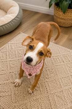 Miso -  Labrador Retriever Dog for Adoption in Phoenix, Arizona - Miso | PetCurious
