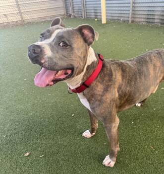 Pit Bull Terrier Dogs Available for Adoption - Leon | PetCurious