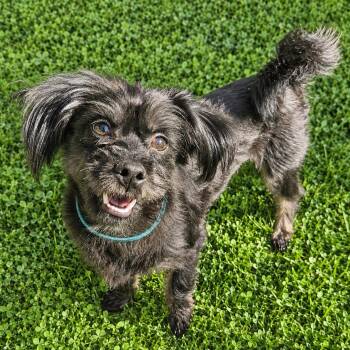 Ollie -  Shih Tzu and Yorkshire Terrier Dog for Adoption in Livonia, Michigan - Ollie | PetCurious