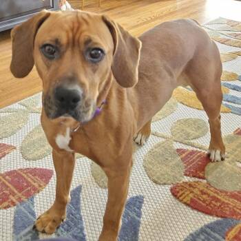 Copper -  Beagle and Boxer Dog for Adoption in Ottawa Hills, Ohio - Copper | PetCurious