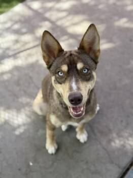 Husky Dogs Available for Adoption in Glendale, Arizona - Teagan | PetCurious