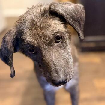 Mixed Breed Dogs Available for Adoption in Lewisville, Texas - Shayla | PetCurious