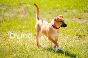 Churro -  Carolina Dog Dog for Adoption in Douglas, Massachusetts - Churro | PetCurious