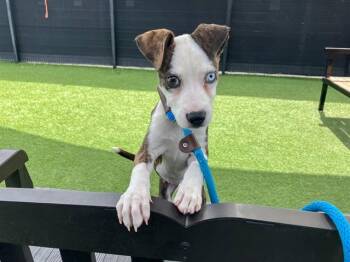 ELVIRA -  Pit Bull Terrier Dog for Adoption in Tustin, California - ELVIRA | PetCurious