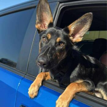 Rescue German Shepherd Dog Dogs for Adoption in Tulsa, Oklahoma - Serena | PetCurious