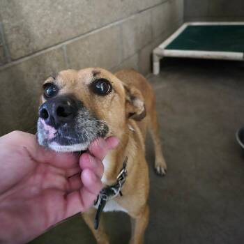 Groot -  Chihuahua and Terrier Dog for Adoption in Yuma, Arizona - Groot | PetCurious