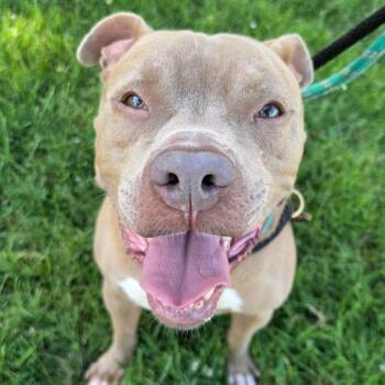 Wickham -  Terrier and Mixed Breed Dog for Adoption in St. Louis, Missouri - Wickham | PetCurious