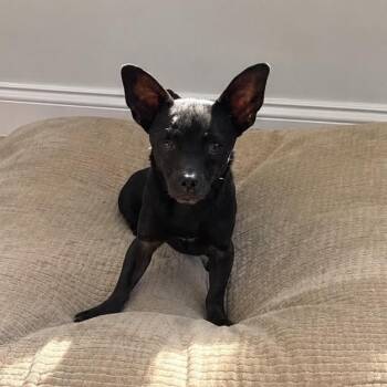 Miguel -  Chihuahua Dog for Adoption in Sonoma, California - Miguel | PetCurious