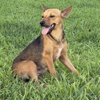 Cricket -  Chihuahua and German Shepherd Dog Dog for Adoption in Brookeville, Maryland - Cricket | PetCurious