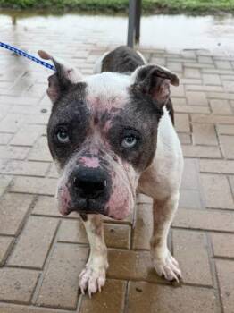 American Bulldog Dogs Available for Adoption in Austin, Texas - Annie | PetCurious