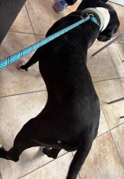 Magenta -  Mixed Breed Dog for Adoption in Cincinnati, Ohio - Magenta | PetCurious