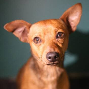 Chihuahua Dogs Available for Adoption - CHICO | PetCurious
