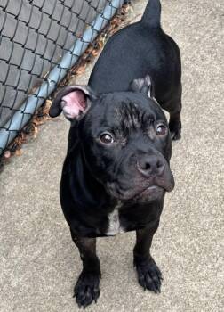 Egan -  Boxer Dog for Adoption in Chicago, Illinois - Egan | PetCurious