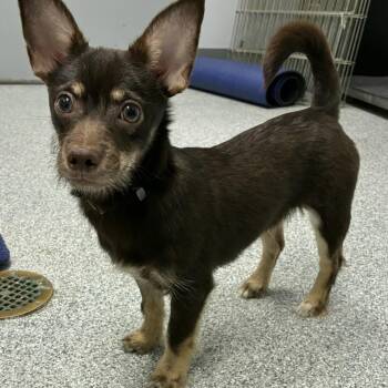 Chihuahua Dogs Available for Adoption in Orland Hills, Illinois - Tomas | PetCurious