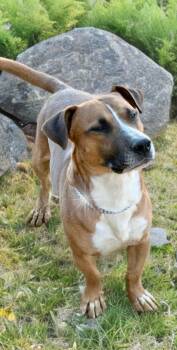 Sprite -  Corgi Dog for Adoption in Kingman, Arizona - Sprite | PetCurious