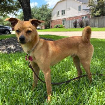 Tom -  Chihuahua and Mixed Breed Dog for Adoption in Houston, Texas - Tom | PetCurious