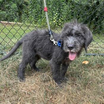(HOLD)(Found) Sir Dunkin -  Irish Wolfhound and Mixed Breed Dog for Adoption in Cabot, Arkansas - (HOLD)(Found) Sir Dunkin | PetCurious