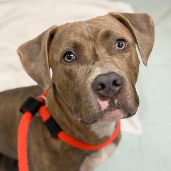 Huey -  Cane Corso Dog for Adoption in Philadelphia, Pennsylvania - Huey | PetCurious