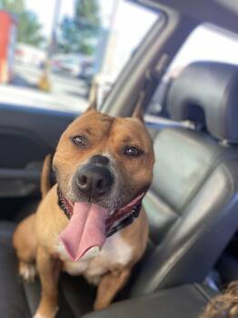 Rescue American Staffordshire Terrier Dogs for Adoption in Winston, Oregon - Ella | PetCurious