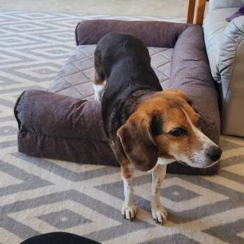 Pepper -  Beagle Dog for Adoption in St. Cloud, Minnesota - Pepper | PetCurious