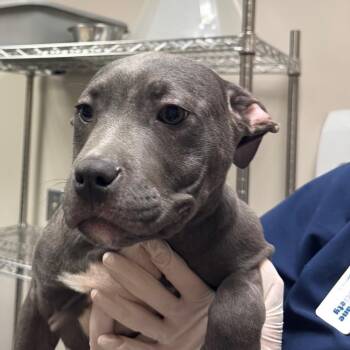 Pit Bull Terrier Dogs Available for Adoption - Sonny | PetCurious