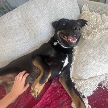 German Shepherd Dog and Rottweiler Dogs Available for Adoption - Abby | PetCurious