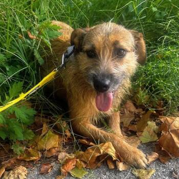Kayla -  Border Terrier and Terrier Dog for Adoption in Baldwin, Maryland - Kayla | PetCurious