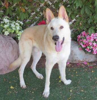 SNOW -  German Shepherd Dog and Mixed Breed Dog for Adoption in Oklahoma City, Oklahoma - SNOW | PetCurious