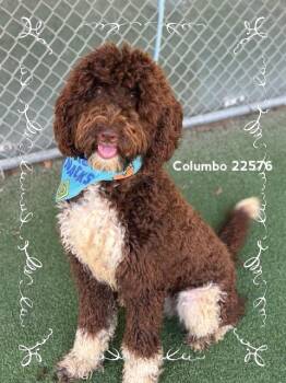 COLUMBO -  Poodle Dog for Adoption in Marietta, Georgia - COLUMBO | PetCurious