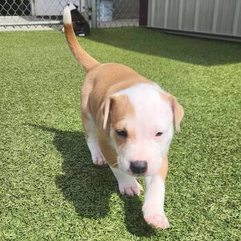 Pit Bull Terrier Dogs Available for Adoption in Boonville, Missouri - Atlas | PetCurious