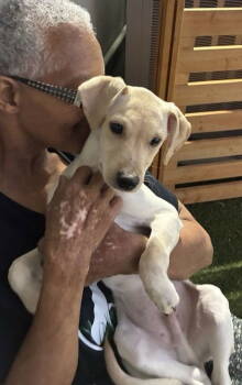 Rescue Labrador Retriever Dogs for Adoption in Pompano Beach, Florida - Billy | PetCurious