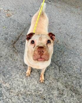 Pit Bull Terrier and Shar Pei Dogs Available for Adoption in Petersburg, Virginia - Charlotte | PetCurious