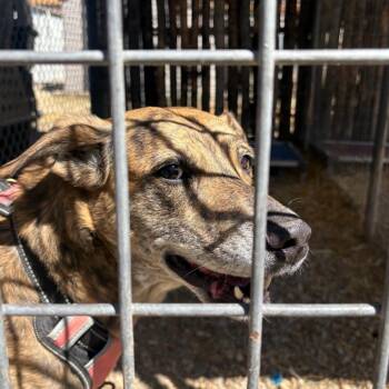 Gypsy -  Plott Hound Dog for Adoption in Taos, New Mexico - Gypsy | PetCurious