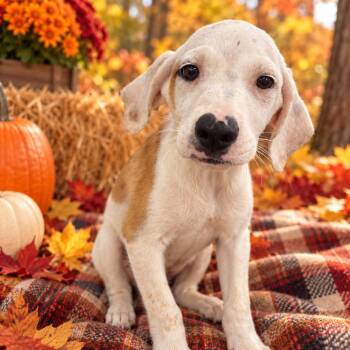 Tamara -  Mixed Breed Dog for Adoption in Corbin, Kentucky - Tamara | PetCurious