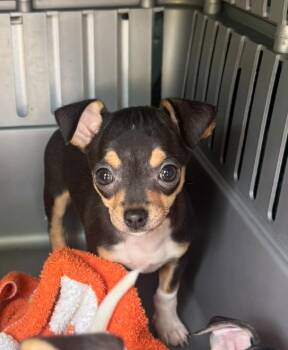 Chihuahua Dogs Available for Adoption in Bolivar, Missouri - Pinch | PetCurious
