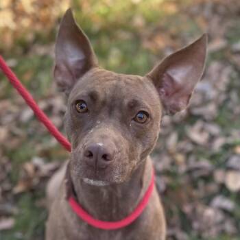 Rescue Terrier Dogs for Adoption in Locust Fork, Alabama - Reba | PetCurious