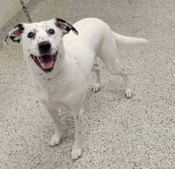 Perdita -  Mixed Breed Dog for Adoption in Kansas City, Missouri - Perdita | PetCurious