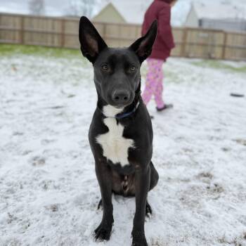 Rescue Shepherd Dogs for Adoption in Memphis, Tennessee - Niko | PetCurious
