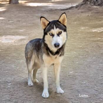 Siberian Husky Dogs Available for Adoption - Luka | PetCurious