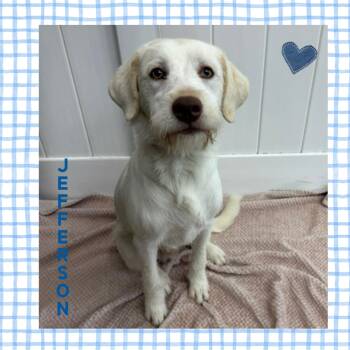 Jefferson -  Terrier Dog for Adoption in Mokena, Illinois - Jefferson | PetCurious