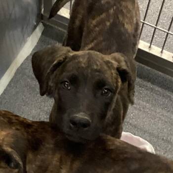 Buddy -  Terrier Dog for Adoption in Montgomery, Alabama - Buddy | PetCurious