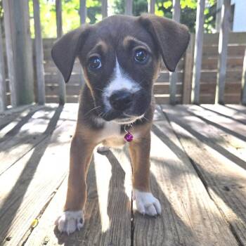 Jester -  Hound Dog for Adoption in Chattanooga, Tennessee - Jester | PetCurious