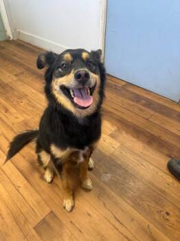 Ebony -  Australian Shepherd and Mixed Breed Dog for Adoption in Fayetteville, Tennessee - Ebony | PetCurious